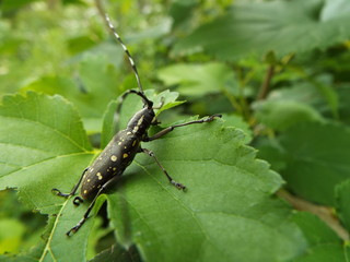 キボシカミキリ longhorn beetle