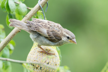 Spatz