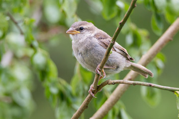 Spatz