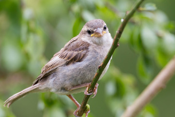 Spatz