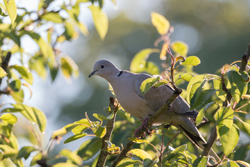 Türkentaube im Baum