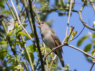 Common nightingale singing on branch of bush. Cute brown little songbird, legendary singer. Bird in wildlife.