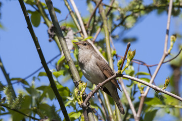 Common nightingale sitting on branch of bush. Cute brown little songbird, legendary singer. Bird in wildlife.