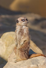 Erdmännchen verdreht die Augen