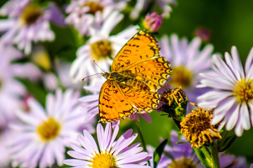 Yellow butterfly on a lilac flower
