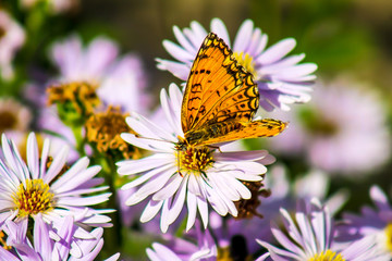 Yellow butterfly on a lilac flower