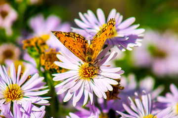 Obraz premium Yellow butterfly on a lilac flower