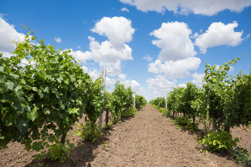 Fototapeta na wymiar Vineyards, vine, green grapes ripen, beautiful clouds in the blue sky