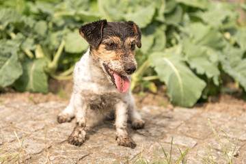 Schmutziger Hund - Jack Russell Terrier