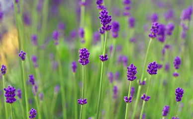 Fragrant purple stems of English lavender flowers