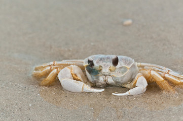 Goast crab in the surf of a tropical beach searching for its sand hole on Gulf of Mexico