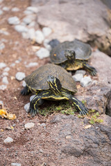 turtle