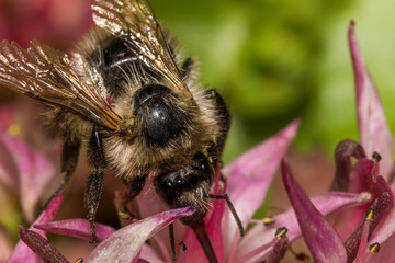 Biene Nahaufnahme © Markus