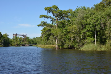 Louisiana Bayou