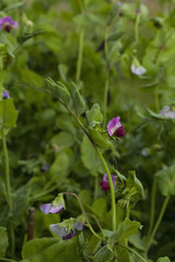 Blooming pea plants