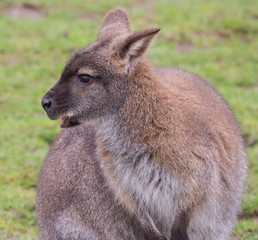 Wallaby Looks to Side with Blurred Grassy Backround