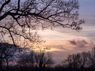 Fototapeta na wymiar Trees Silhouetted against Pastel Sky at Sunset