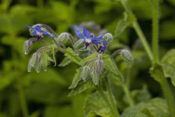 Borage flowers (Borago officinalis)