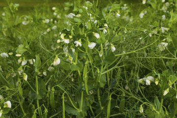 Blooming pea plants
