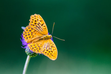 Schmetterling 