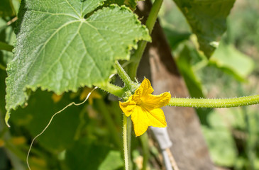 Cucumber flower