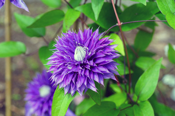Purple blue double clematis flower on the vine