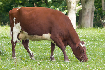 Obraz na płótnie Canvas Brown Cow