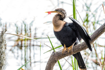 Bird Beak Caught in Net