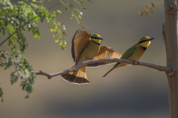 Little Bee-eaters