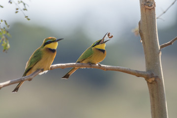 Little Bee-Eater Catching an Insect