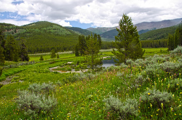 Fototapeta na wymiar Hillside of Wildflowers in the Mountains of Colorado