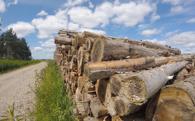 Wood stack in forrest