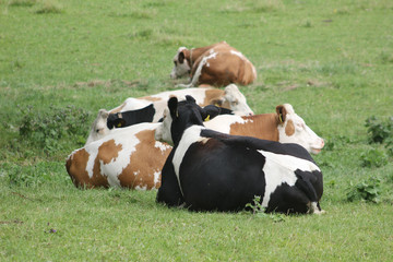 Cows kept in the green grass