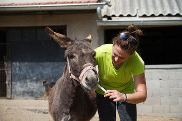 Young veterinarian girl  on a farm giving a medicine to a donkey