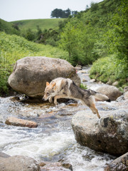 4.5 months Czechoslovakian wolfdog puppy, in front of the waterfall in summer