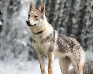4.5 months Czechoslovakian wolfdog puppy, in front of the waterfall in summer