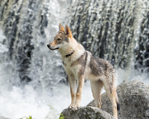 Naklejka na ściany i meble 4.5 months Czechoslovakian wolfdog puppy, in front of the waterfall in summer