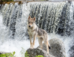 Czechoslovakian wolfdog puppy, in front of the waterfall in summer