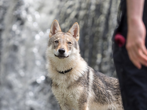 4.5 months Czechoslovakian wolfdog puppy, in front of the waterfall in summer