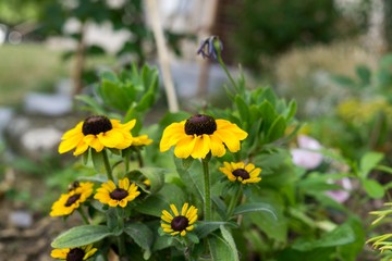Yellow flower in nature. Slovakia
