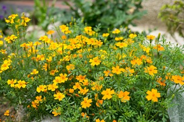 Yellow flower in nature. Slovakia