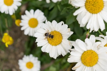bug on a camomile daisy flower