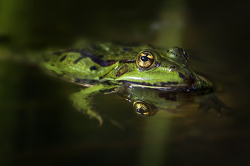 Green frog with golden eyes  (Pelophylax esculentus) swimming in pond and is reflected in water, close up with copy space