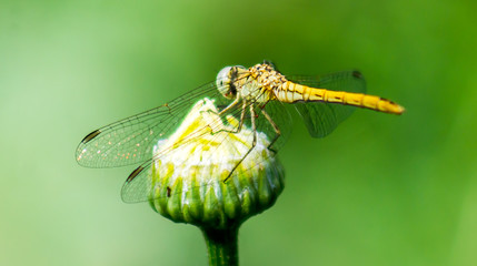 Dragonfly on a green background