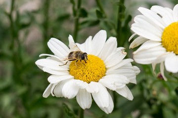 Fototapeta premium bug on a camomile daisy flower