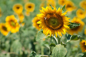 Fototapeta premium Sunflowers field