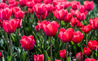 Tulips on the flowerbed