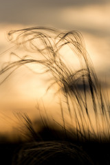 Close up of the stipa plant in the wonderful sunset light