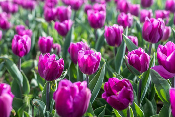 Obraz premium Tulips on the flowerbed