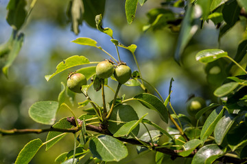 Wild Pear, pyrus pyraster at spring
